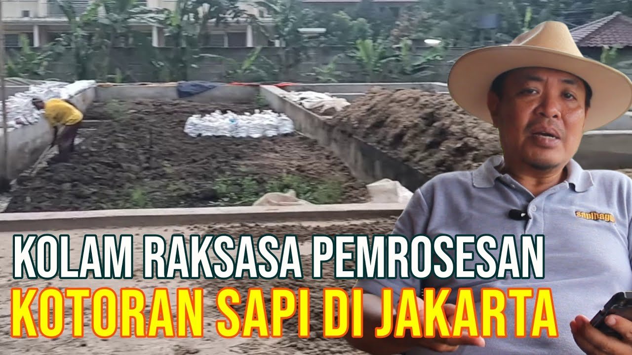 
                                 Mengolah-Kotoran-Ternak-Sapi-Di-Komplek-Peternakan-Pondok-Rangon